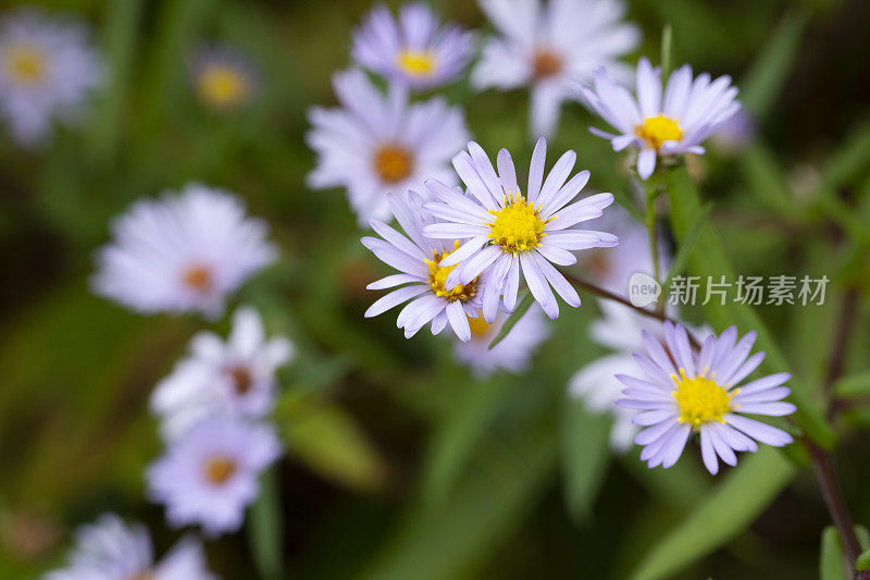 Purple-Stemmed Aster野花